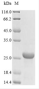 Greater than 85% as determined by SDS-PAGE.Recombinant Bordetella Pertussis Serotype 3 Fimbrial Subunit (FIM3) Protein (His)