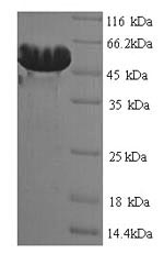 Greater than 90% as determined by SDS-PAGE.Recombinant Clostridium Botulinum Botulinum Neurotoxin Type D (BOTD) Protein (His)