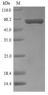Greater than 90% as determined by SDS-PAGE.Recombinant Thermus Aquaticus Dna Polymerase I, Thermostable (POLA) Protein (His)