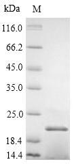 Greater than 90% as determined by SDS-PAGE.Recombinant Daucus Carota 21 Kda Protein Protein (His)