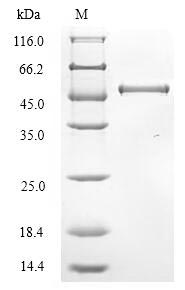 Greater than 90% as determined by SDS-PAGE.Recombinant Bovine Coronavirus Hemagglutinin-Esterase (HE) Protein (His)