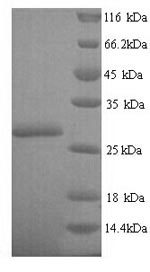 Greater than 90% as determined by SDS-PAGE.