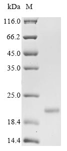 Greater than 85% as determined by SDS-PAGE.Recombinant Woodchuck Hepatitis B Virus Protein X (X) Protein (His)