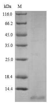 Greater than 90% as determined by SDS-PAGE.Recombinant Anguilla Japonica C-Type Natriuretic Peptide (CNP) Protein (His&Myc)