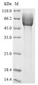 Greater than 90% as determined by SDS-PAGE.