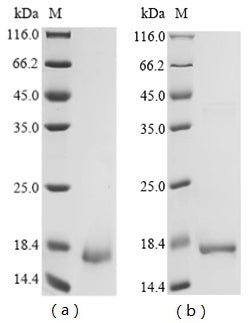 Greater than 90% as determined by SDS-PAGE.