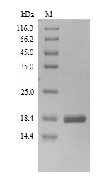 Greater than 90% as determined by SDS-PAGE.Recombinant Serratia Marcescens Dna-Binding Protein H-Ns (HNS) Protein (His)