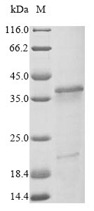 Greater than 90% as determined by SDS-PAGE.Recombinant Vaccinia Virus 14 Kda Fusion Protein (A27L) Protein (His-sumostar)