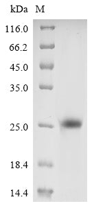 Greater than 90% as determined by SDS-PAGE.Recombinant Vaccinia Virus Protein L1 (L1R) Protein (His&His-Myc)