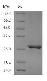 Greater than 90% as determined by SDS-PAGE.Recombinant Mouse Mast Cell Protease 4 (MCPT4) Protein (His)