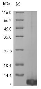 Greater than 90% as determined by SDS-PAGE.Recombinant Ornithodoros Moubata Tick Anticoagulant Peptide (TAP) Protein (His)