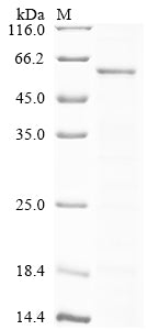 Greater than 85% as determined by SDS-PAGE.