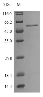Greater than 90% as determined by SDS-PAGE.Recombinant Influenza A Virus Nucleoprotein (NP) Protein (His)