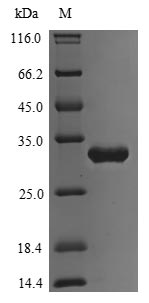Greater than 90% as determined by SDS-PAGE.