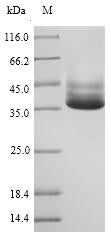 Greater than 90% as determined by SDS-PAGE.