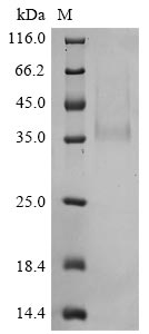 Greater than 85% as determined by SDS-PAGE.