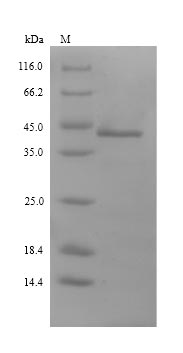 Greater than 90% as determined by SDS-PAGE.Recombinant Ambrosia Artemisiifolia Pectate Lyase 1 Protein (His)