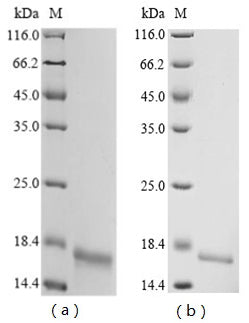 Greater than 90% as determined by SDS-PAGE.