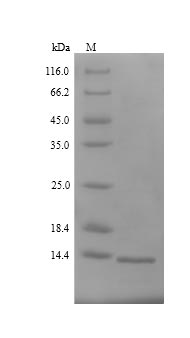 Greater than 90% as determined by SDS-PAGE.