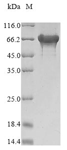 Greater than 90% as determined by SDS-PAGE.Recombinant Saccharomyces Cerevisiae Alpha-1,3-Mannosyltransferase Mnt3 (MNT3) Protein (His)