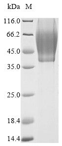 Greater than 90% as determined by SDS-PAGE.Recombinant Vaccinia Virus Plaque-Size/Host Range Protein (PS/HR) Protein (His)