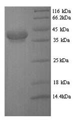 Greater than 90% as determined by SDS-PAGE.
