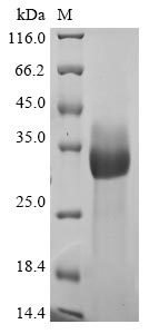 Greater than 90% as determined by SDS-PAGE.Recombinant Bovine Coronavirus Spike Glycoprotein (S) Protein (His)