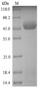 Greater than 90% as determined by SDS-PAGE.Recombinant Ambrosia Artemisiifolia Pectate Lyase 5 Protein (His)