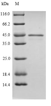 Greater than 90% as determined by SDS-PAGE.