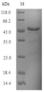 Greater than 90% as determined by SDS-PAGE.Recombinant Saccharomyces Cerevisiae Trna N6-Adenosine Threonylcarbamoyltransferase (KAE1) Protein (His)