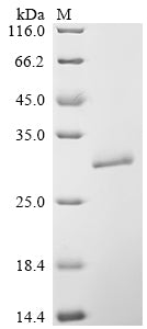 Greater than 90% as determined by SDS-PAGE.Recombinant Dermatophagoides Pteronyssinus Mite Allergen Der P 3 (DERP3) Protein (His)