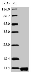 Greater than 90% as determined by SDS-PAGE.