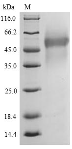 Greater than 90% as determined by SDS-PAGE.