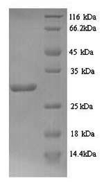 Greater than 90% as determined by SDS-PAGE.Recombinant Bacillus Subtilis L-Cystine-Binding Protein Tcya (TCYA) Protein (His)