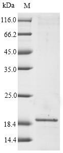 Greater than 90% as determined by SDS-PAGE.Recombinant Malus Domestica Major Allergen Mal D 1 (MALD1) Protein (His)