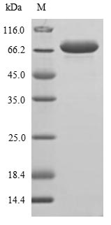 Greater than 85% as determined by SDS-PAGE.Recombinant Arachis Hypogaea Allergen Ara H 1, Clone P17 Protein (His)