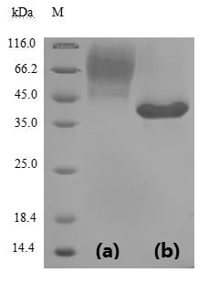 Greater than 90% as determined by SDS-PAGE.