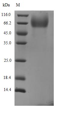 Greater than 90% as determined by SDS-PAGE.