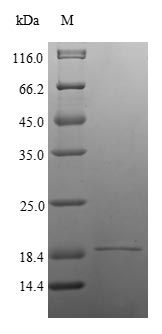 Greater than 90% as determined by SDS-PAGE.