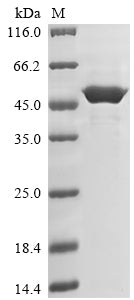 Greater than 85% as determined by SDS-PAGE.Recombinant Nicotiana Tabacum 3-Phosphoshikimate 1-Carboxyvinyltransferase 1, Chloroplastic (EPSPS-1) Protein (His)