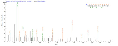 Based on the SEQUEST from database of Yeast host and target protein, the LC-MS/MS Analysis result of this product could indicate that this peptide derived from Yeast-expressed Gardnerella vaginalis 5-1 GV51_0914.Recombinant Gardnerella Vaginalis 5-1 Site-Specific Dna-Methyltransferase Protein (His)