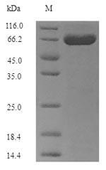 Greater than 90% as determined by SDS-PAGE.Recombinant Gardnerella Vaginalis 5-1 Site-Specific Dna-Methyltransferase Protein (His)