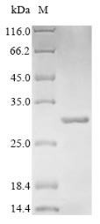 Greater than 85% as determined by SDS-PAGE.Recombinant E.Coli Beta-Lactamase Ctx-M-1 (BLA) Protein (His)