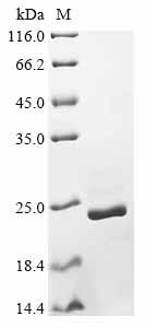 Greater than 85% as determined by SDS-PAGE.Recombinant Magnaporthe Oryzae Cutinase (CUT1) Protein (His)