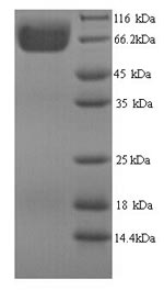 Greater than 90% as determined by SDS-PAGE.Recombinant Aspergillus Niger 3-Phytase A (PHYA) Protein (His)
