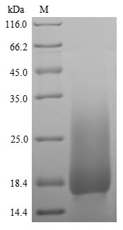 Greater than 90% as determined by SDS-PAGE.Recombinant Mouse Lymphocyte Antigen 6G (LY6G) Protein (His)