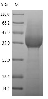 Greater than 90% as determined by SDS-PAGE.Recombinant Mouse Lymphocyte Antigen 6G (LY6G) Protein (His-sumostar)