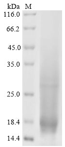 Greater than 85% as determined by SDS-PAGE.Recombinant Mouse Lymphocyte Antigen 6G (LY6G) Protein (His)