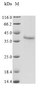Greater than 85% as determined by SDS-PAGE.