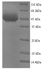 Greater than 90% as determined by SDS-PAGE.Recombinant Vibrio Cholerae Serotype O1 Zona Occludens Toxin (ZOT) Protein (His)